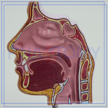 PNT-04361 modelo de anatomía de la cavidad nasal OEM